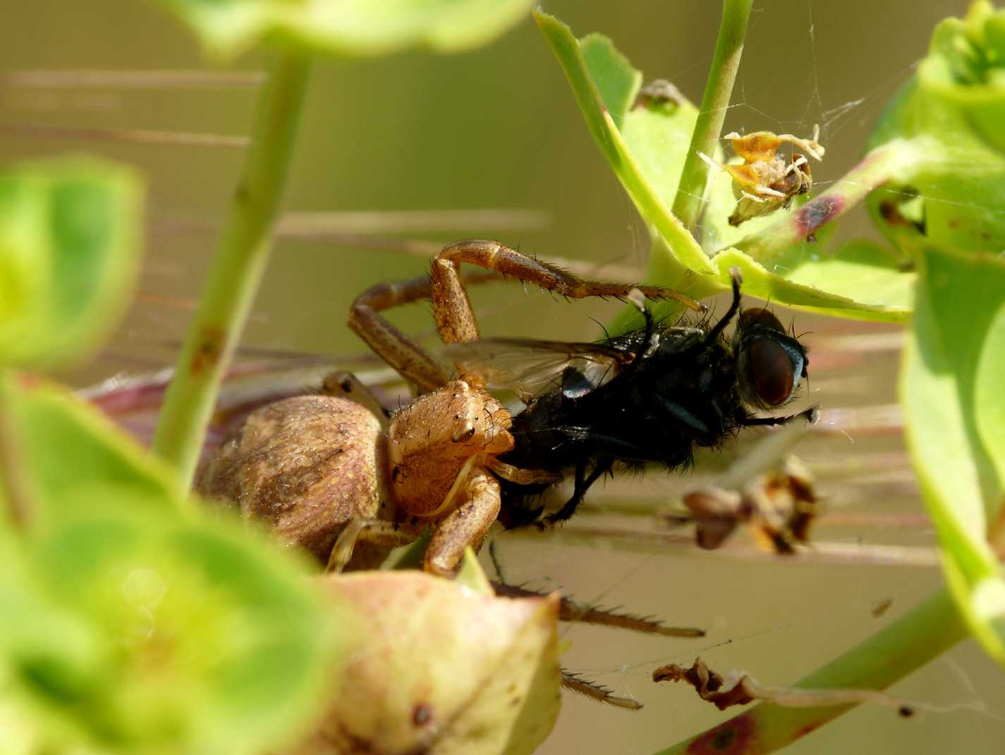 Xysticus sp.